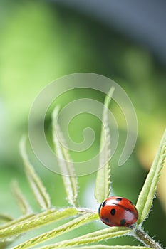 Red ladybug on green leaf, ladybird creeps on stem of plant in s