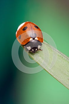 Red ladybug on green leaf, ladybird creeps on stem of plant in s