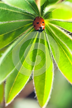 Red ladybug on green leaf, ladybird creeps on stem of plant in s