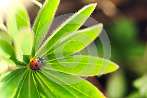 Red ladybug on green leaf, ladybird creeps on stem of plant in s