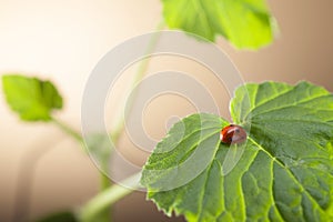 Red ladybug on green leaf, ladybird creeps on stem of plant in s