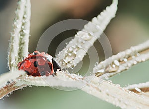 Red ladybug on green leaf, ladybird creeps on stem of plant in spring in garden summer