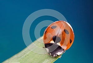 Red ladybug on green leaf, ladybird creeps on stem of plant in spring in garden summer