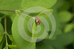 Red ladybug on the green leaves.