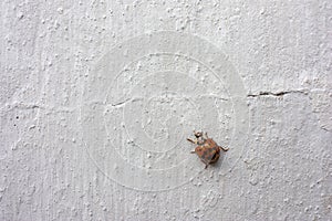 Red ladybug on a grunge white wall with cracks