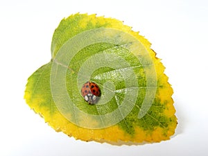 Red ladybug on the leaf