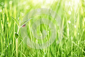 Red ladybug on a leaf of green grass