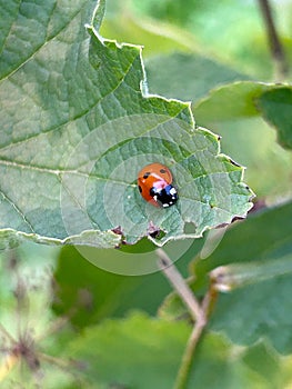 red ladybug on a leaf, summer insects