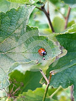 red ladybug on a leaf, summer insects