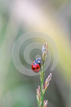 Red ladybug macro on green leaf background