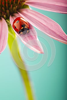 Red ladybug on Pink flower, ladybird creeps on leaf of plant in spring in garden in summer photo
