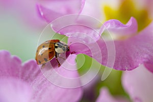 Red ladybug on primrose flower, ladybird creeps on stem of plant in spring in garden in summer