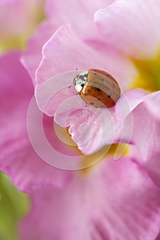 Red ladybug on primrose flower, ladybird creeps on stem of plant in spring in garden in summer