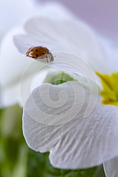 Red ladybug on primrose flower, ladybird creeps on stem of plant in spring in garden in summer