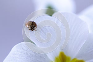 Red ladybug on primrose flower, ladybird creeps on stem of plant in spring in garden in summer