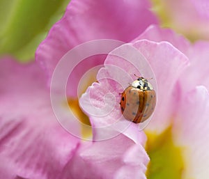 red ladybug on primrose flower, ladybird creeps on stem of plant in spring in garden in summer