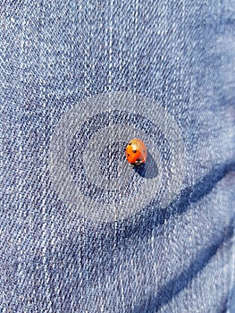 Red ladybug resting on blue jeans textured surface