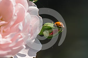 Red ladybug on rose flower