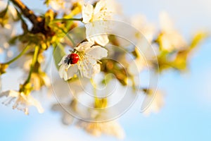 Red ladybug sits on the enchanted branch of cherry blossom.