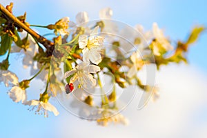 Red ladybug sits on the enchanted branch of cherry blossom.