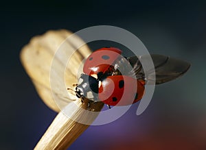 Red ladybug sits in summer on flowers and plants