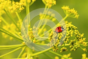 Red ladybug sits on yellow- green flower head of Aromatic Dill or Fennel blossoming plant against blur background. Macro