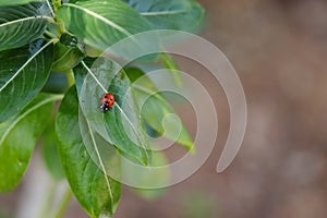 Red ladybug sitting on a green leaf