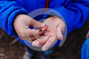 Red ladybug sitting on the hands of a child