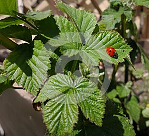 A red ladybug on a strawberry plant