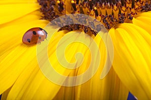 Red ladybug on sunflower flower, ladybird creeps on stem of plan