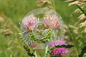 Ladybug on purple thistle flowers in the field, closeup