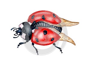 Red ladybug top view watercolor