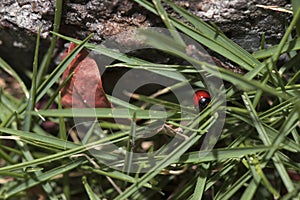 Red ladybug walking around in nature. Detailed close-up.