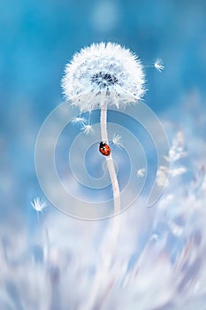 Red ladybug on a white dandelion. Image in delicate pastel blue and pink colors. Natural spring and summer background.