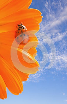 red ladybug on on yellow flower, ladybird creeps on stem of plant in spring in garden in summer