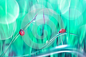 Red ladybugs on a blue and green grass. Spring summer natural background. Artistic creative bright multi-colored image.