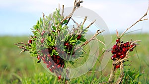 Red ladybugs crawl along the branch.