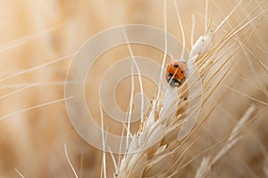 Red ladybugs in field on ear of corn