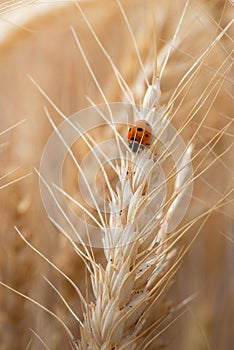 Red ladybugs in field on ear of corn