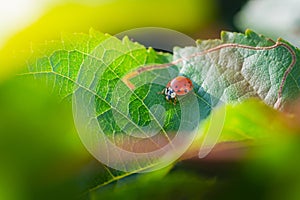 Red ladybugs in garden on tree branch