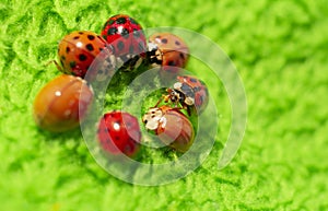 Red ladybugs on green fabric close up micro shot