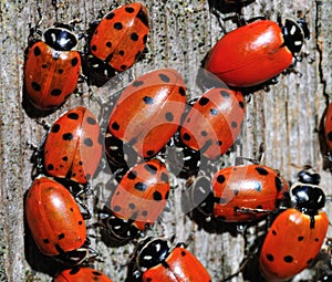 Red ladybugs hibernating in winter, close up