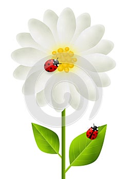 Red ladybugs on white flower