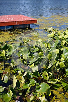 Red Lake Dock and Lilies