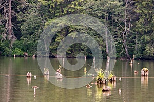 Red Lake - Lacul Rosu