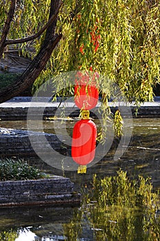 Red Lamp in Willow Tree