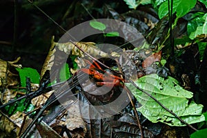 Red land crab at Asa Wright Nature Centre In Trinidad and Tobago