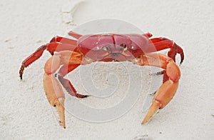 Red land crab, Cardisoma crassum, photo