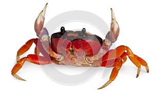 Red land crab, Gecarcinus quadratus photo