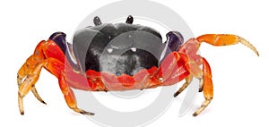 Red land crab, Gecarcinus quadratus